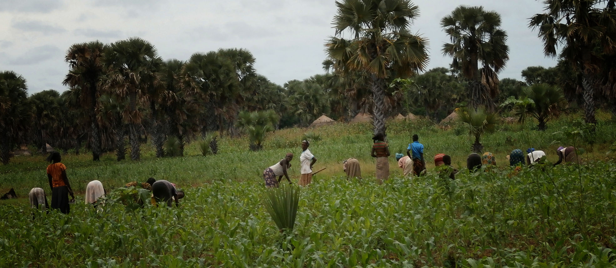 Supporting farmers in the rural areas to end hunger on the continent.
